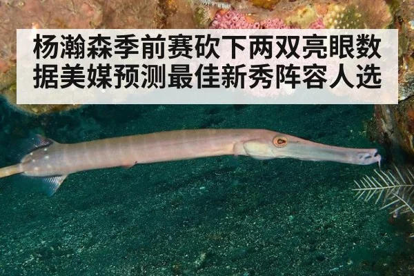 杨瀚森季前赛砍下两双亮眼数据美媒预测最佳新秀阵容人选